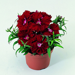 Гвоздика Диана Кримсон