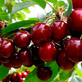 Вишня обыкновенная Черешневая