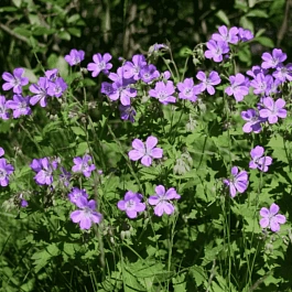Герань лесная  Mayflower