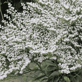 Кермек татарский