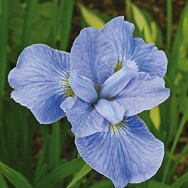 Ирис сибирский Диэ Дилайт НАБОР 2ШТ (1+1) Ирис сибирский Диэ Дилайт НАБОР 2ШТ (1+1)