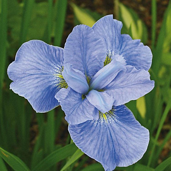 Ирис сибирский Диэ Дилайт НАБОР 2ШТ (1+1)