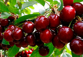 Вишня обыкновенная Черешневая