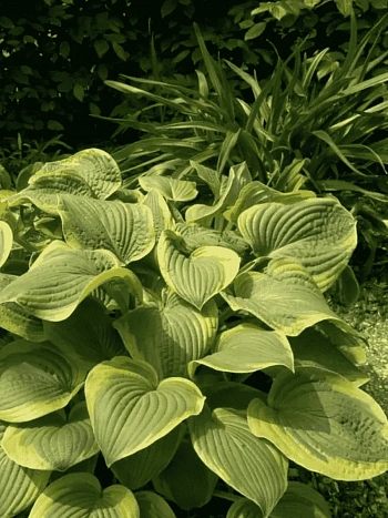 Хоста Abiqua Moonbeam