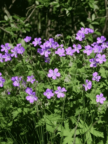 Герань лесная  Mayflower
