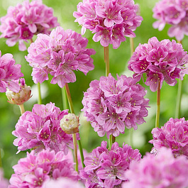 Армерия Баллерина Лилак