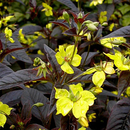Вербейник реснитчатый Файкрекер Вербейник реснитчатый Файкрекер