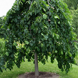 Вяз Кампердоуни штамб