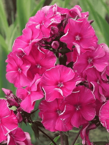 Флокс метельчатый Гитана