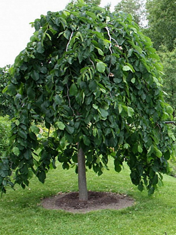 Вяз Кампердоуни штамб