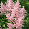 Астильба Power pop