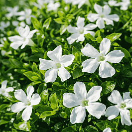 Барвинок малый Gertrude Jekyll