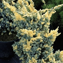 Можжевельник чешуйчатый Golden Flame