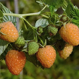 Малина ремонтантная Светлячок Малина ремонтантная Светлячок