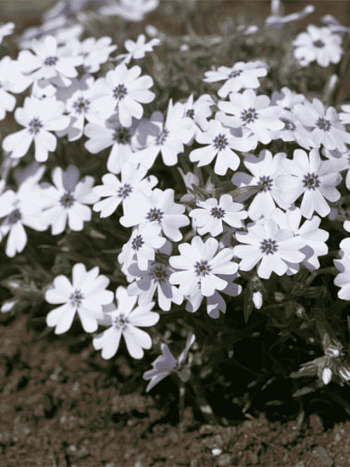 Флокс шиловидный Bavaria