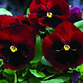 Виола крупноцветковая Маммот Биг ред