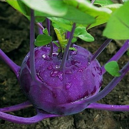Капуста кольраби Колибри 