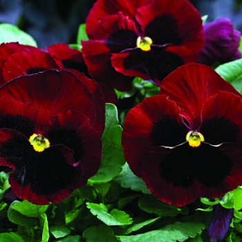 Виола крупноцветковая Маммот Биг ред