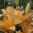 Лилия Terrasol