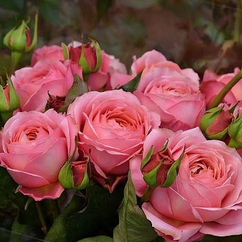 Роза кустовая Romantic Antike