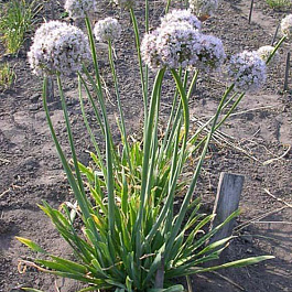 Лук поникающий (резанец, слизун)