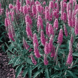 Вероника колосистая Rosa Zwerg