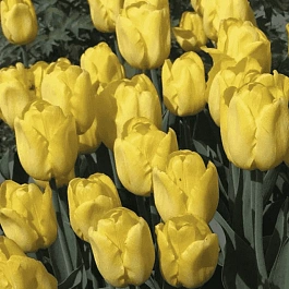 Тюльпан ботанический Golden Tango