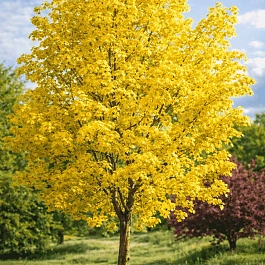 Клен остролистный Princeton Gold