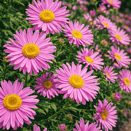 Астра альпийская Happy End