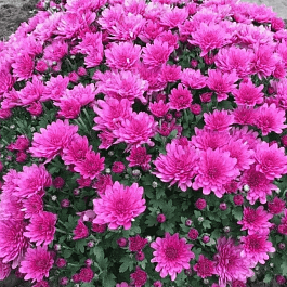 Хризантема Breeze Purple