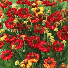 Гелениум осенний Hot Lava