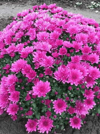 Хризантема Breeze Purple