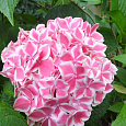 Гортензия крупнолистовая Пепперминт Гортензия крупнолистовая Пепперминт