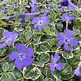 Барвинок малый Atropurpurea