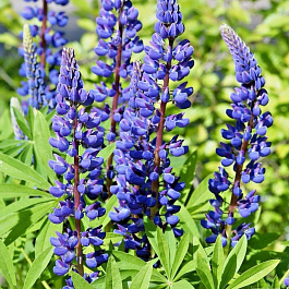 Люпин многолистный Фестиваль синий