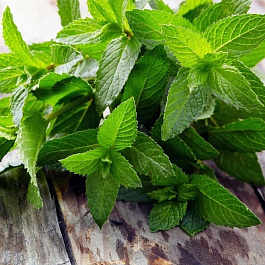 Мята Якима НАБОР 2ШТ