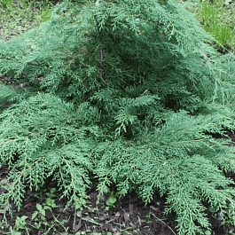 Микробиота перекрестнопарная Jacobsen