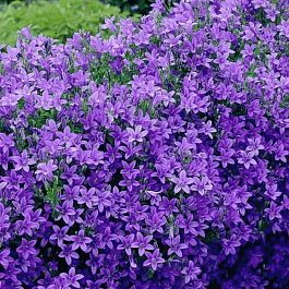 Колокольчик Портеншлага Dome Blue