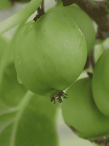 Актинидия Аргута  Chang Bai Giant