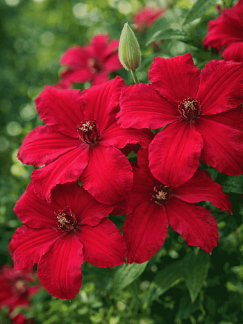 Клематис Kardynal Wyszynski