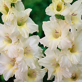 Гладиолус крупноцветковый Айвори Присцилла