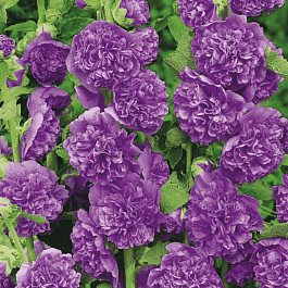 Мальва розовая Chater's Double Violet