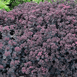 Очиток гибридный Sunsparkler Dazzleberry