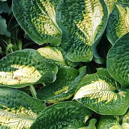 Хоста Georgia Sweetheart