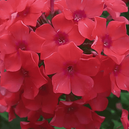 Флокс метельчатый Spitfire