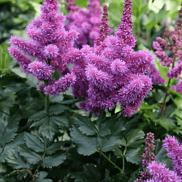 Астильба китайская Black Pearls