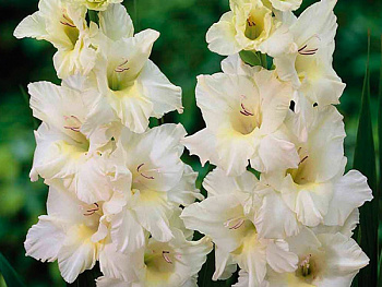 Гладиолус крупноцветковый Айвори Присцилла