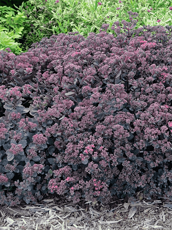 Очиток гибридный Sunsparkler Dazzleberry