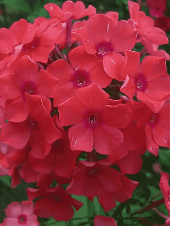 Флокс метельчатый Spitfire