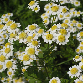 Танацетум Снежный